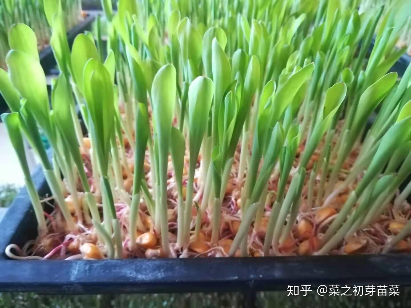 玉米芽苗菜的种植技术详解