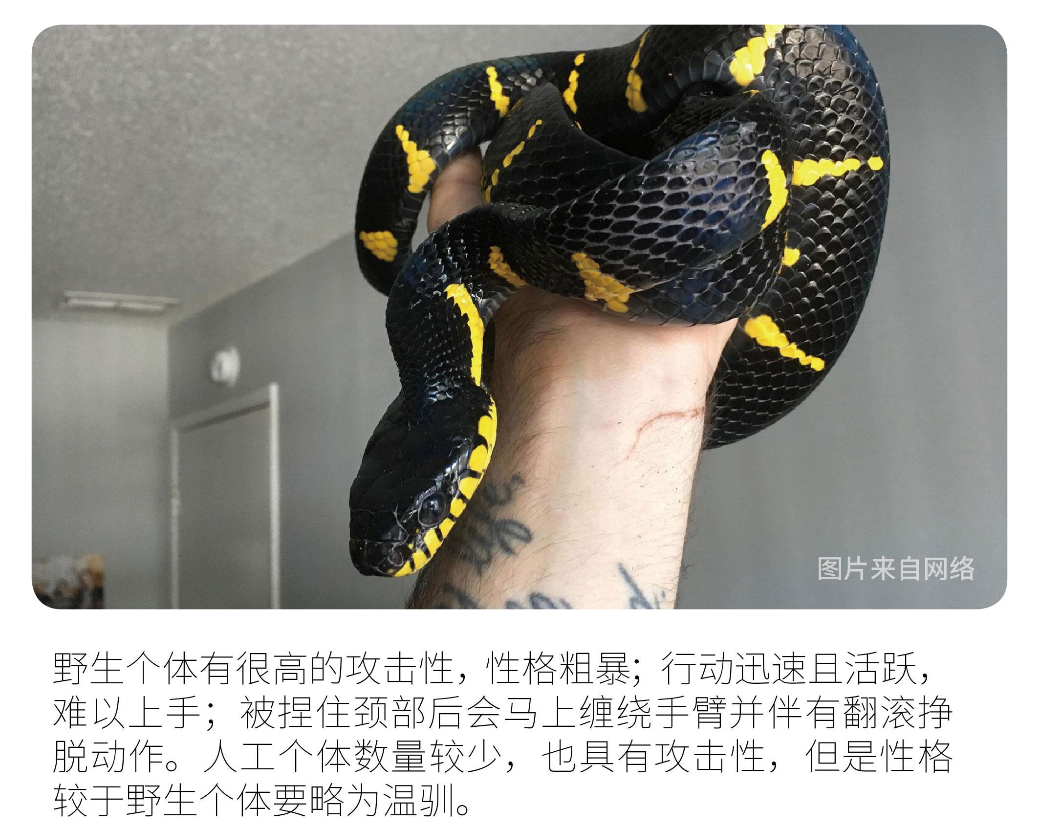 黄獴吃蛇图片