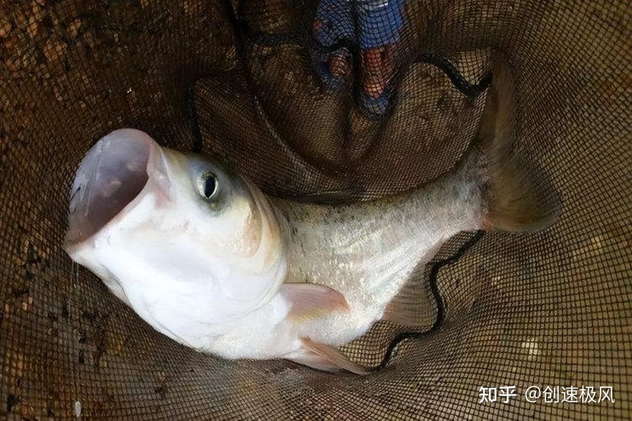 外來魚翹嘴紅鮊在邛海繁殖100噸味美價好但為何當地苦不堪言