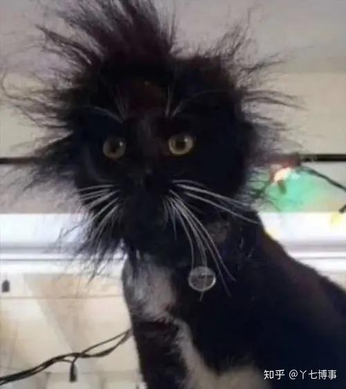 黑猫真是神秘的物种啊