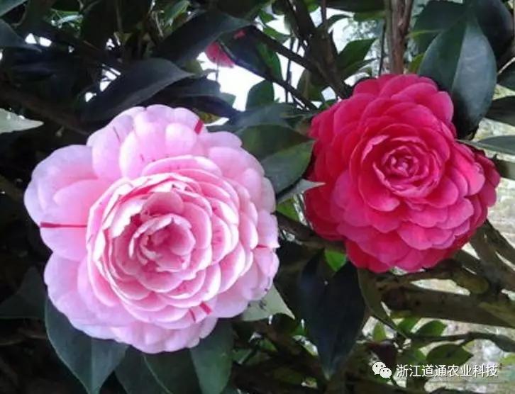 茶花不好养 新手也能养好的茶花品种 知乎 茶花不好养 新手也能养好的茶花品种 知乎