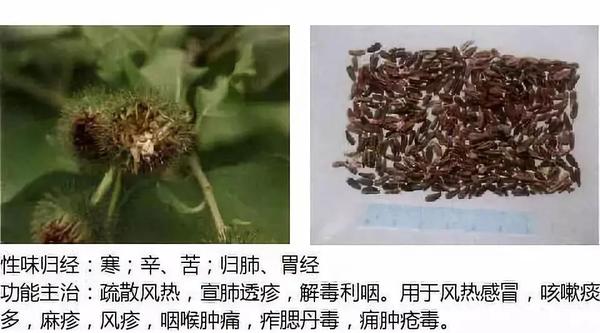 500余种中草药图  第20张