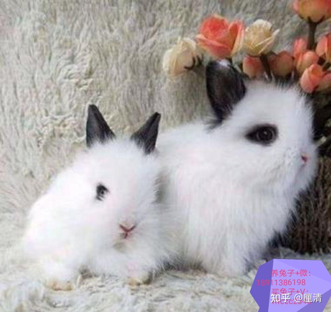 兔子品种介绍宠物兔图片