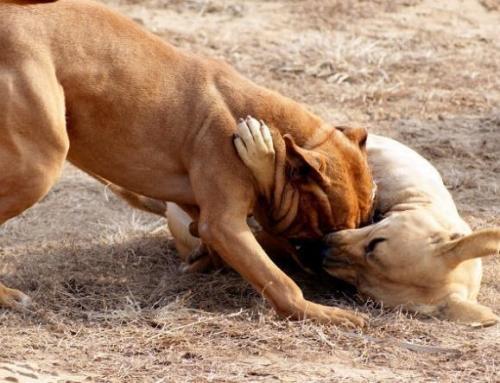 狗咬狗,一嘴毛.消费者没办法理解业内人士的嘴炮.