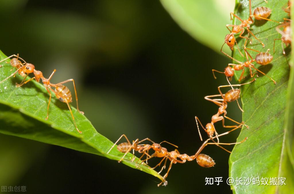 蚂蚁搬家为什么叫此等名号?它的存在有什么意义?