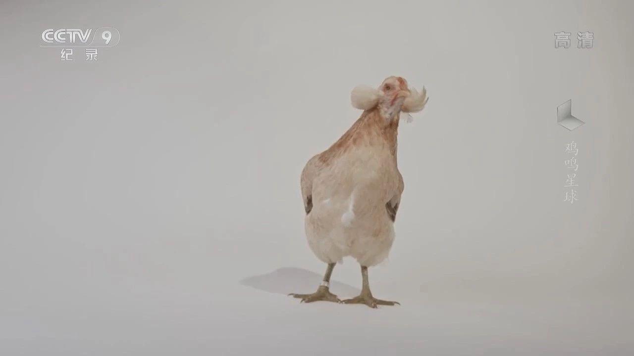 看央视纪录片如何诠释鸡你太美