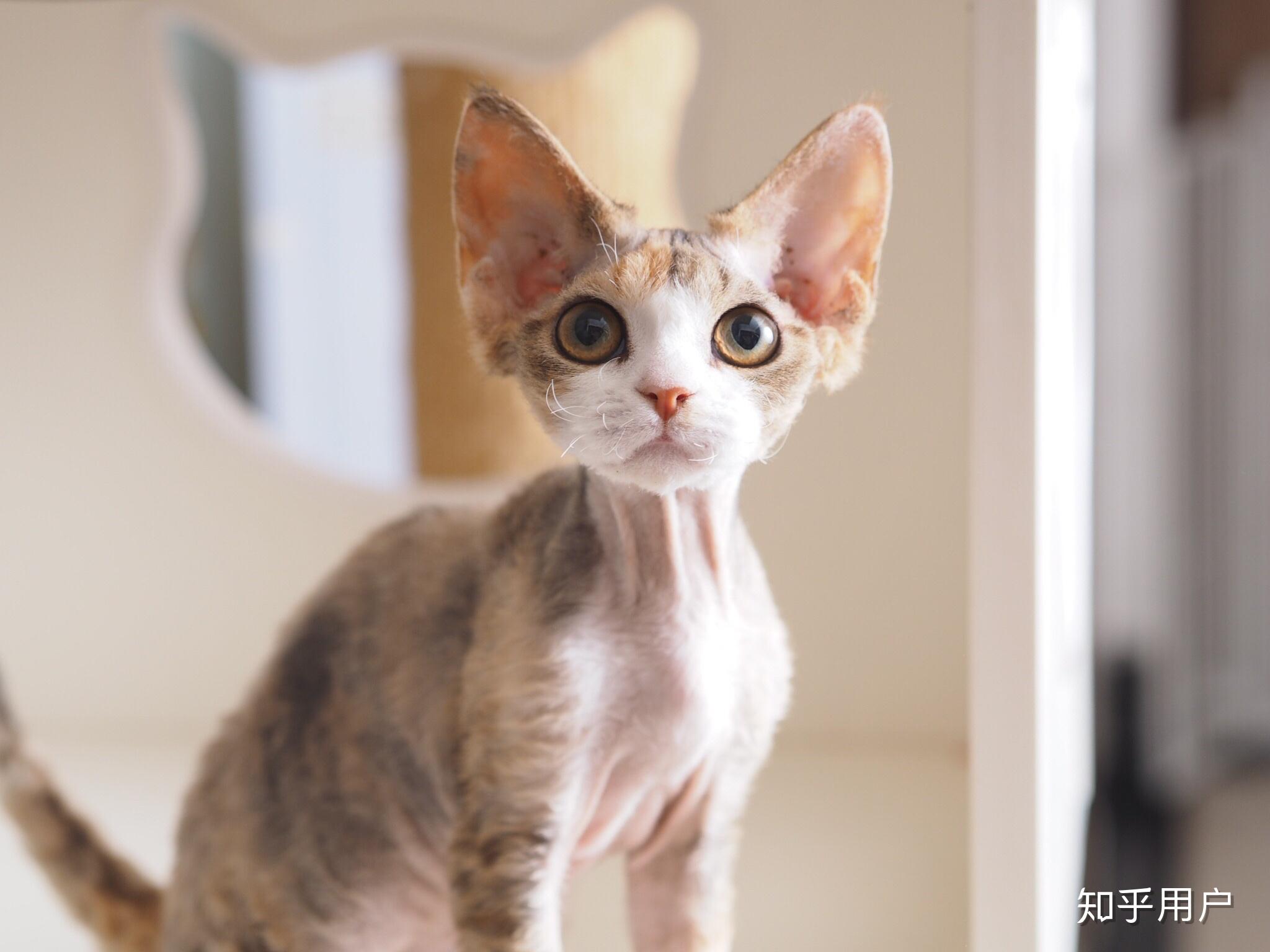 给你家德文卷毛猫拍过哪些好看的照片