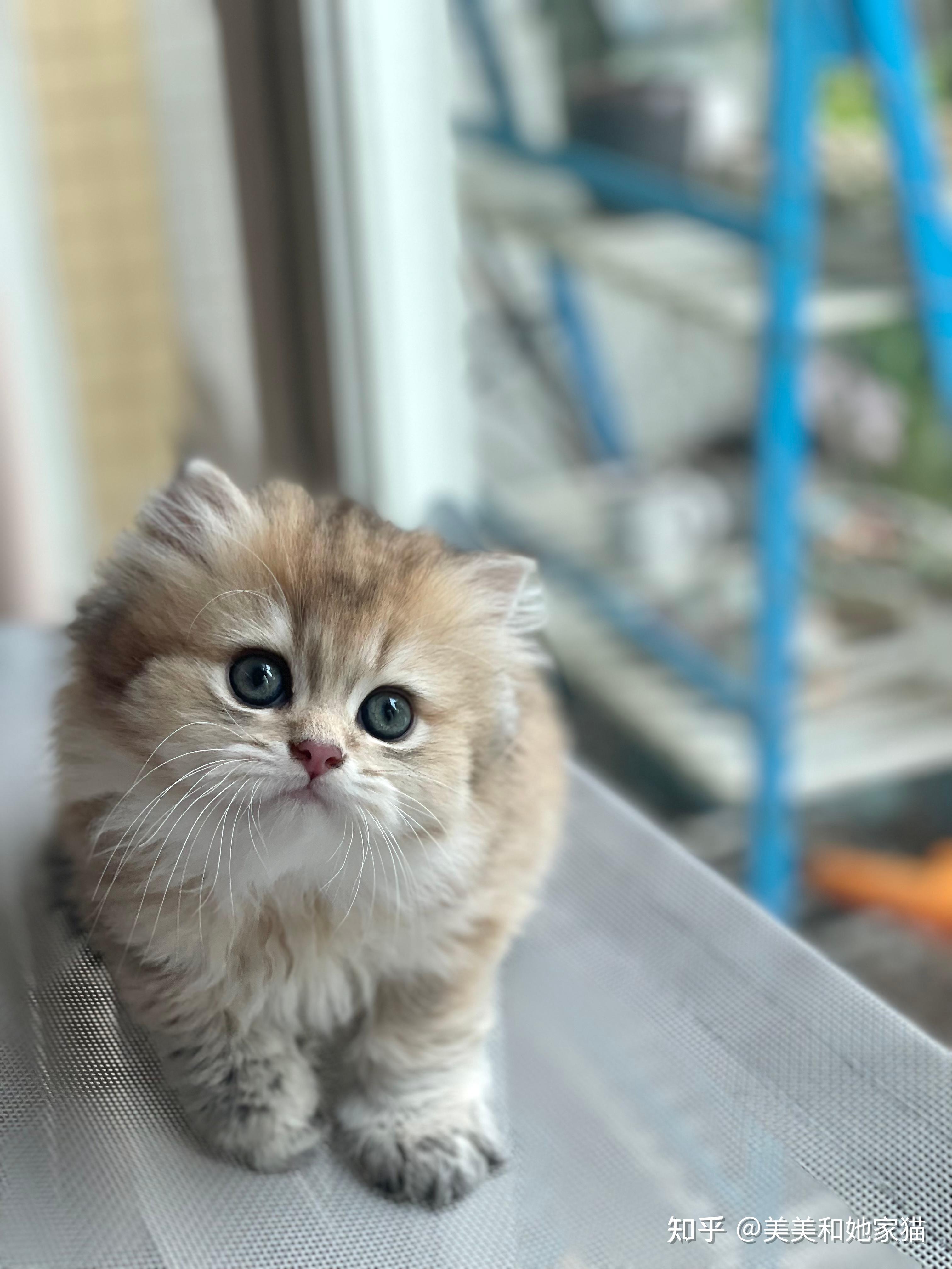 长毛金渐层小奶猫找家长 - 知乎