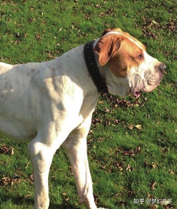 库达犬是巴基斯坦的一种斗犬