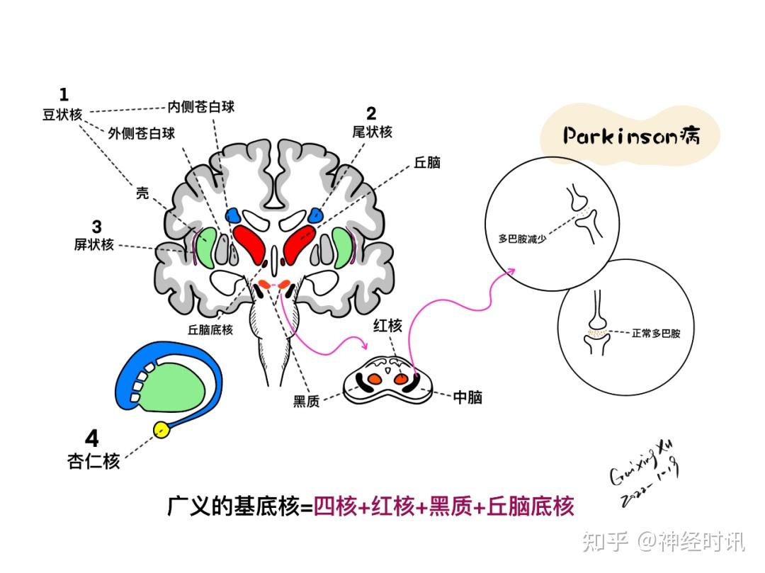 基底池解剖结构图片图片