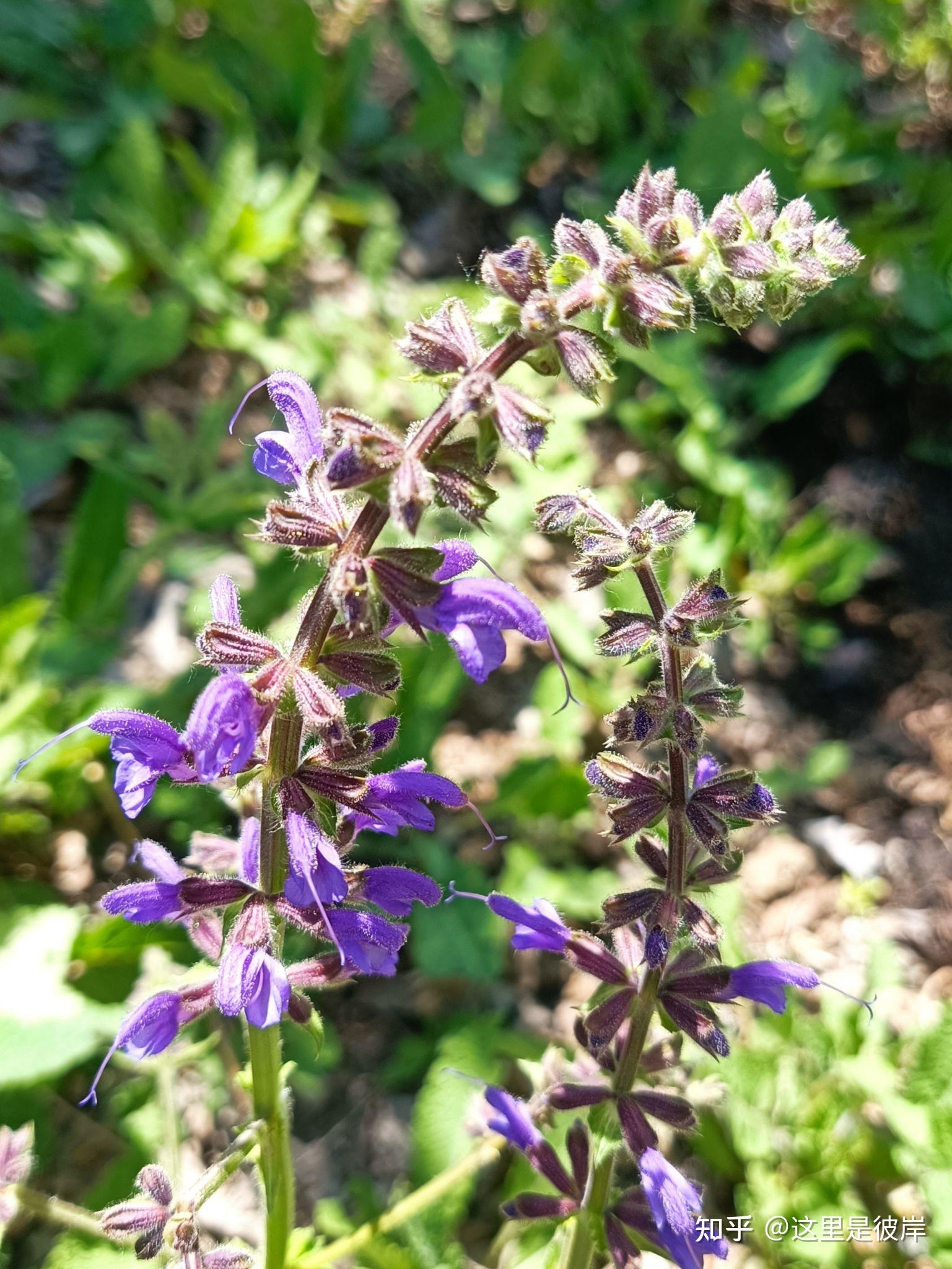 有针的花中精灵｜丹参花 - 知乎