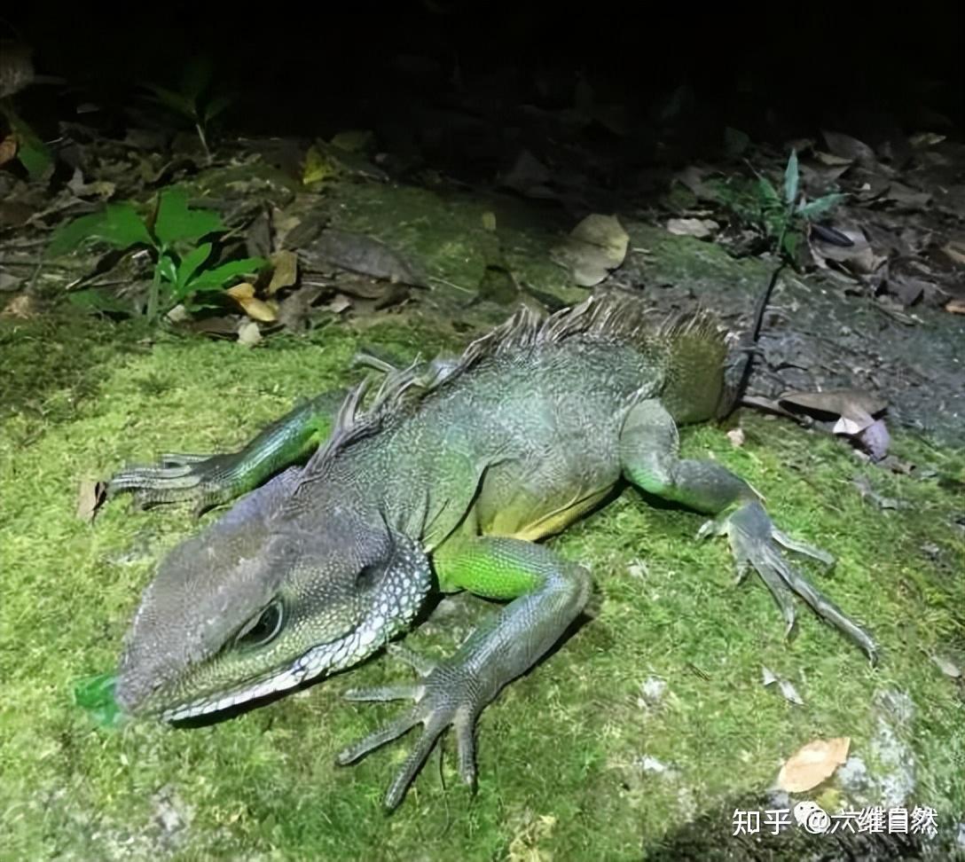 湛江蜥蜴图片