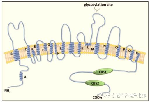 dent病1型由clcn5基因突变导致的