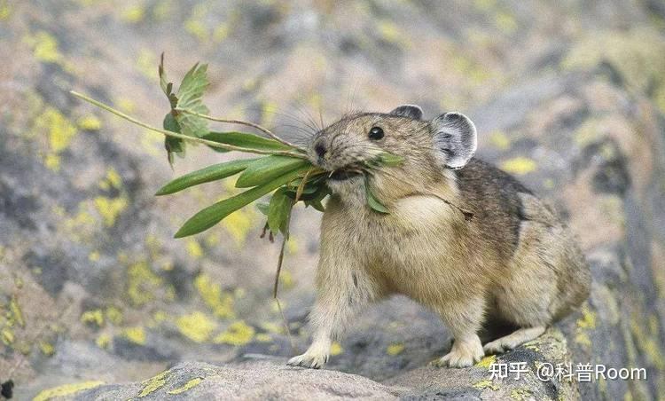 祸害还是福利?12亿只高原鼠兔泛滥成灾,背后的真相令人意外 - 知乎