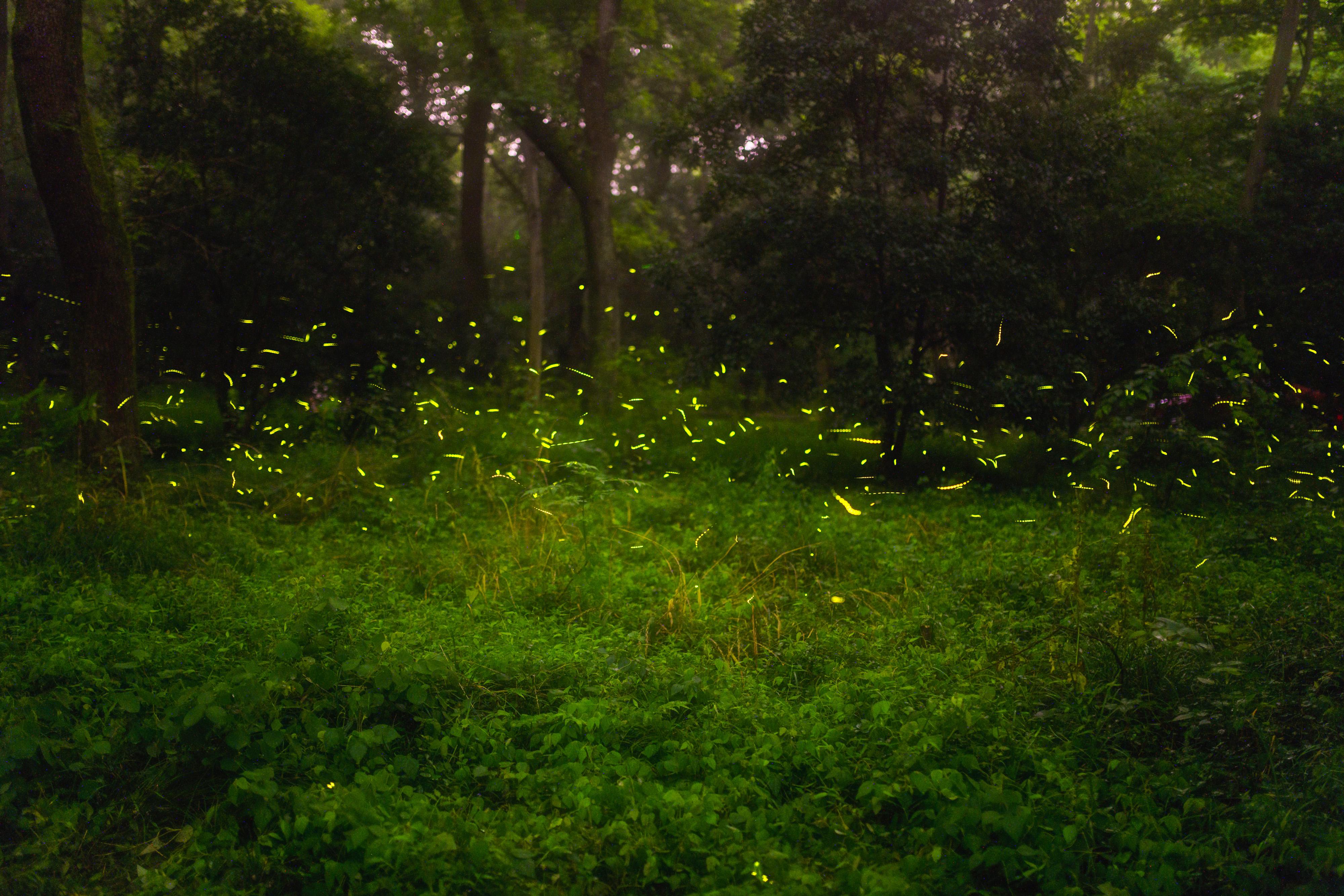 摄影故是萤萤之火可以撩情冰河的萤火虫拍摄指南