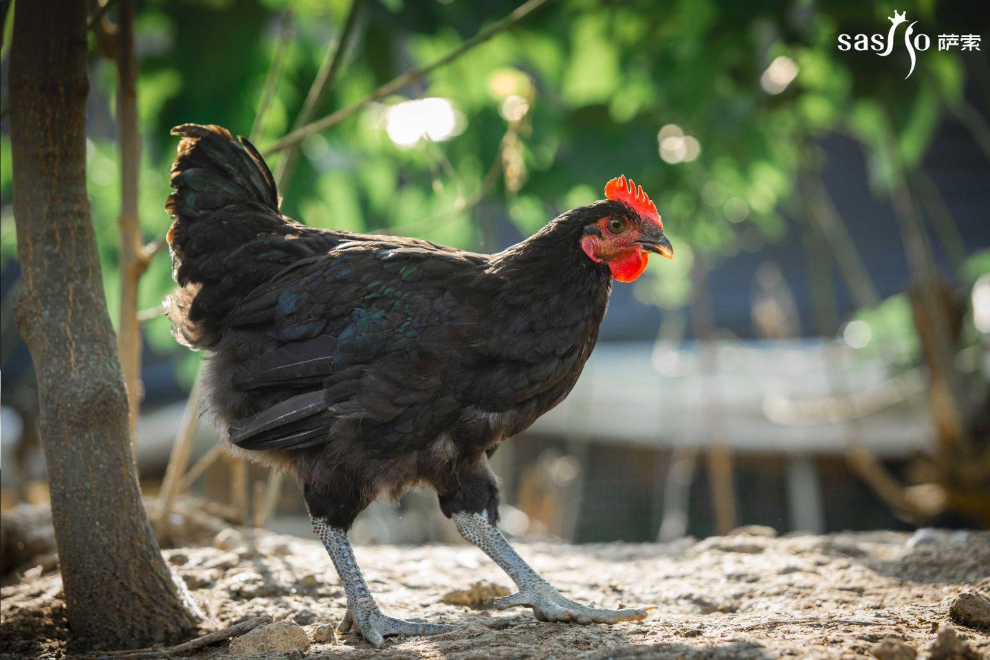 什么样的土鸡才是真土鸡萨索