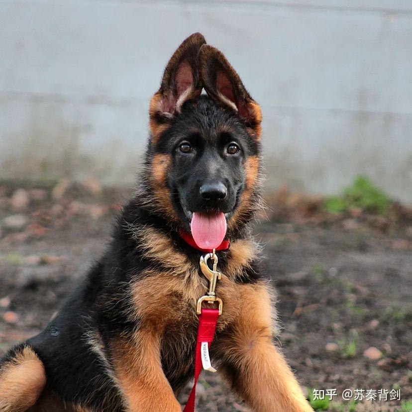 在哪儿买德牧?去犬舍购买德国牧羊犬需要注意什么. - 知乎