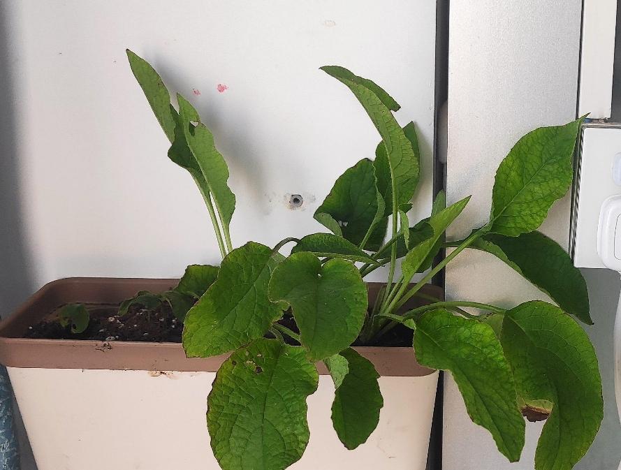 紫草科花卉:滨紫草及其他