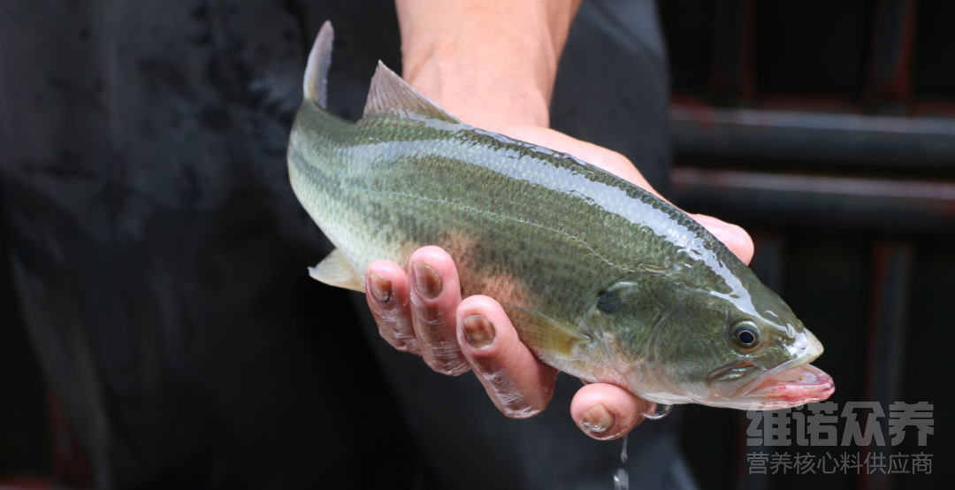 淡水鲈鱼怎么养殖,鲈鱼简单养殖技巧