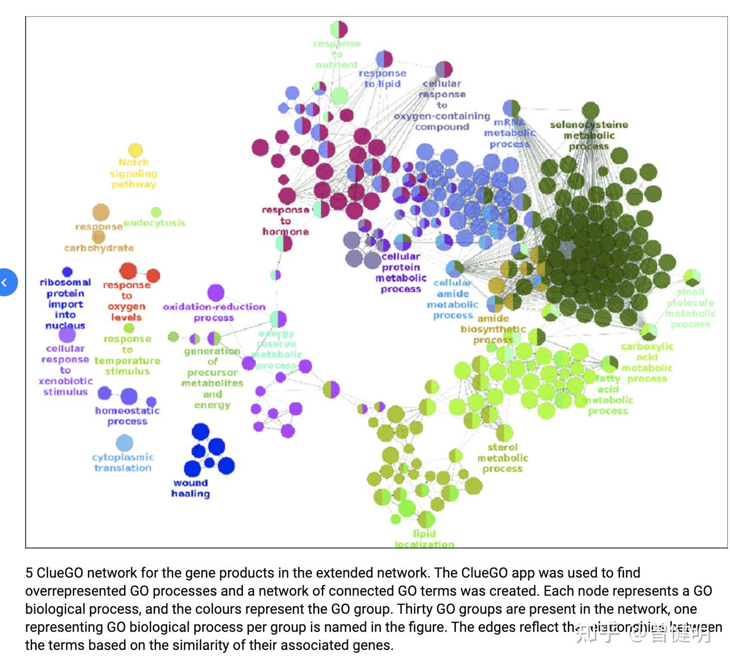 cytoscape