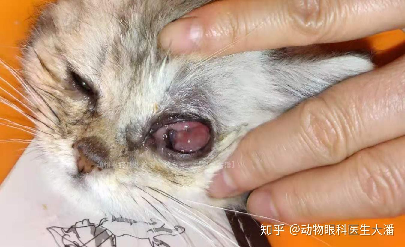 猫角膜穿孔在主人的精心护理与照料下痊愈了