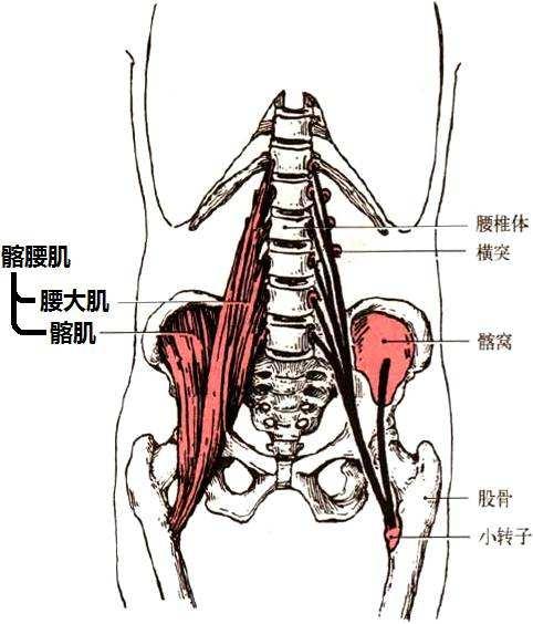 这条肌肉变得紧张而短缩,产生腰椎过度前凸;腰方肌在腰椎两侧连接骨盆