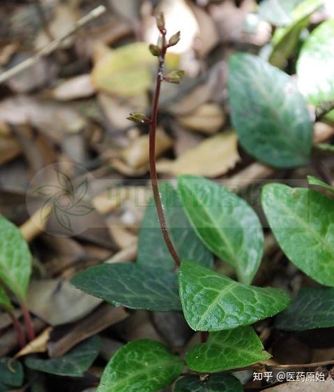 鹿衔草与茜草图片