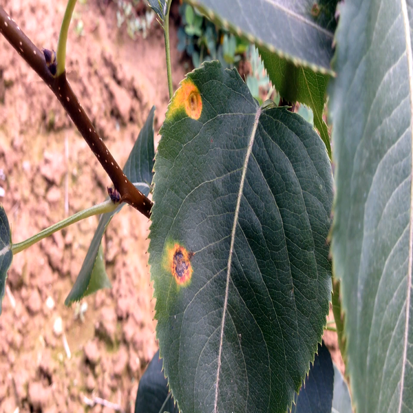 梨锈病冬孢子图片