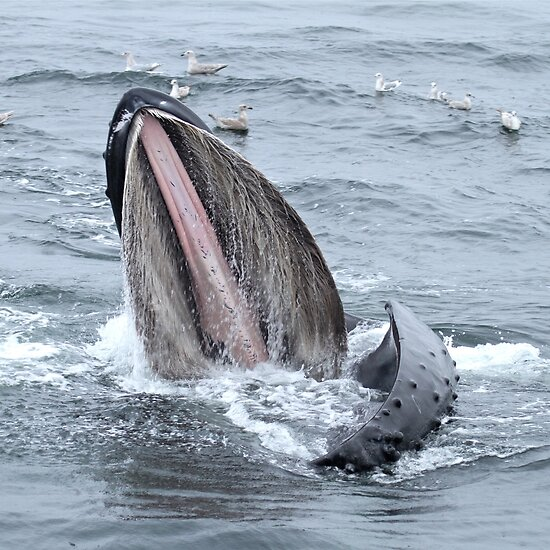 弓头鲸张嘴图片