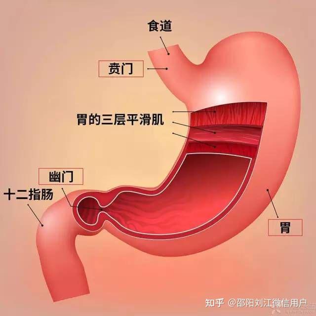 中医藏象学说之六腑的主要生理功能 胃〈19〉