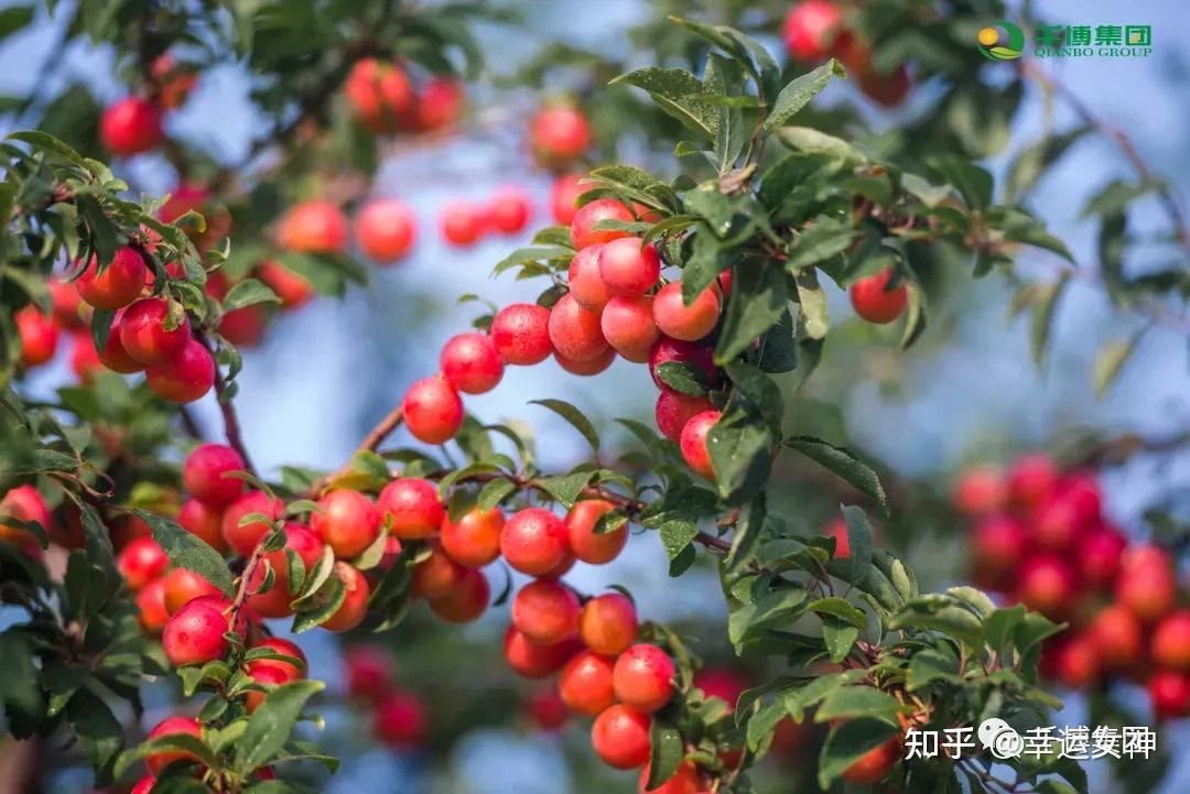 野酸梅(樱桃李)的果实中富含多种营养成分,其中含生物活性钙57.