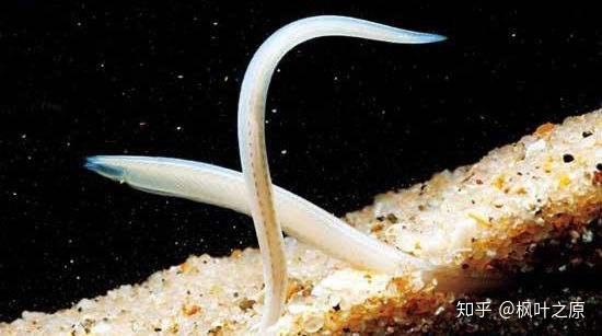 头索动物 zhuanlan.zhihu.com