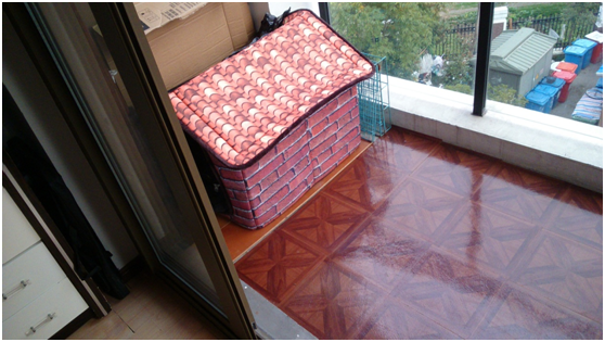 你收养过流浪猫狗吗,你和它之间有什么样的故