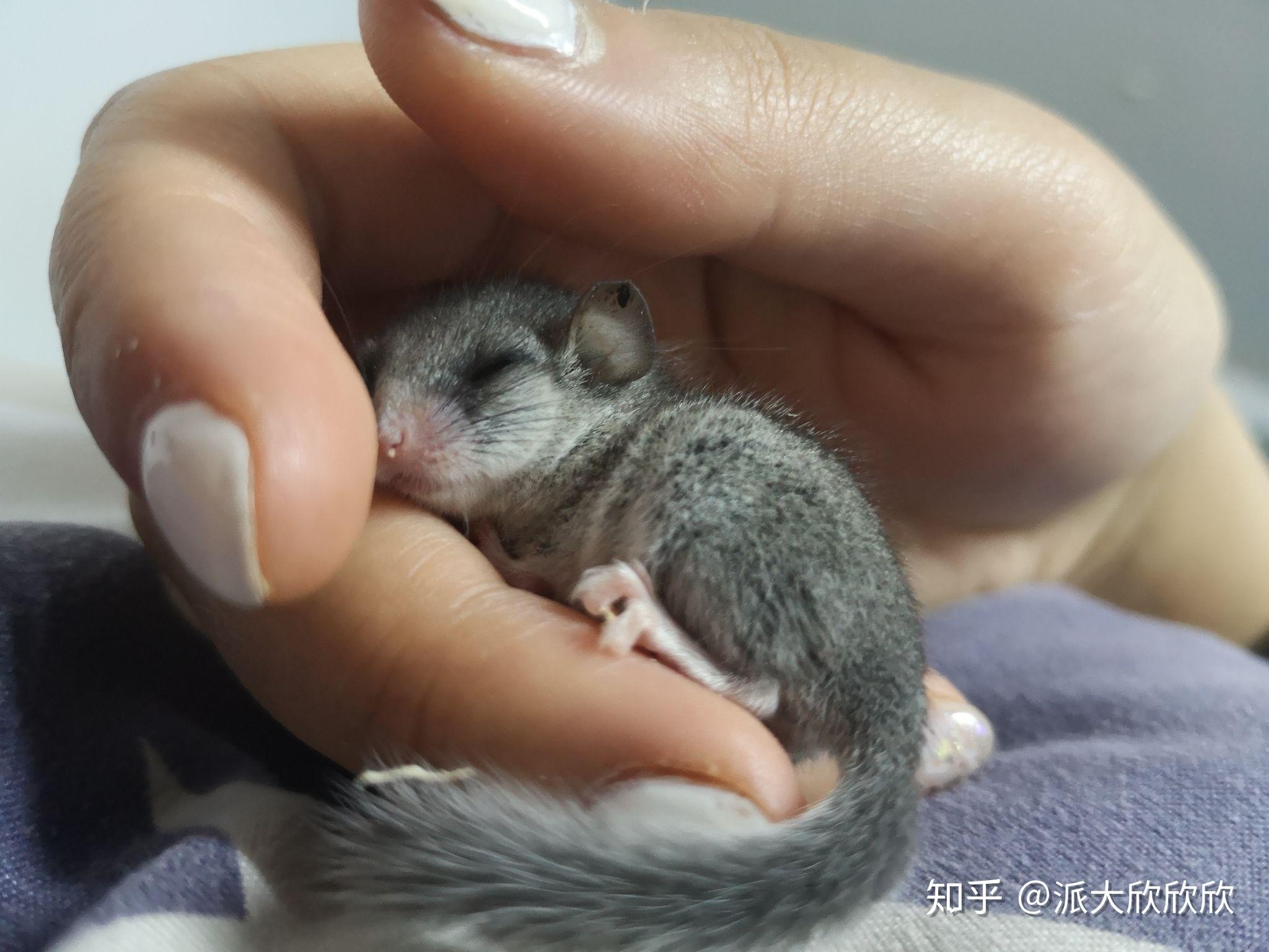 杂记西班牙睡鼠和我的日常 - 知乎