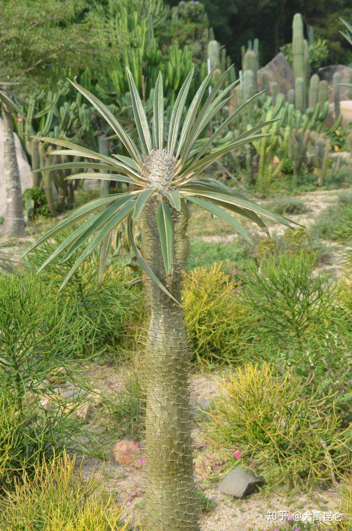 海内西经中记载了一种植物:开明北有视肉,珠树,文玉树,玗琪树,不死树.