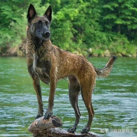 “马犬”是啥?为什么养它的人越来越多了? - 知乎