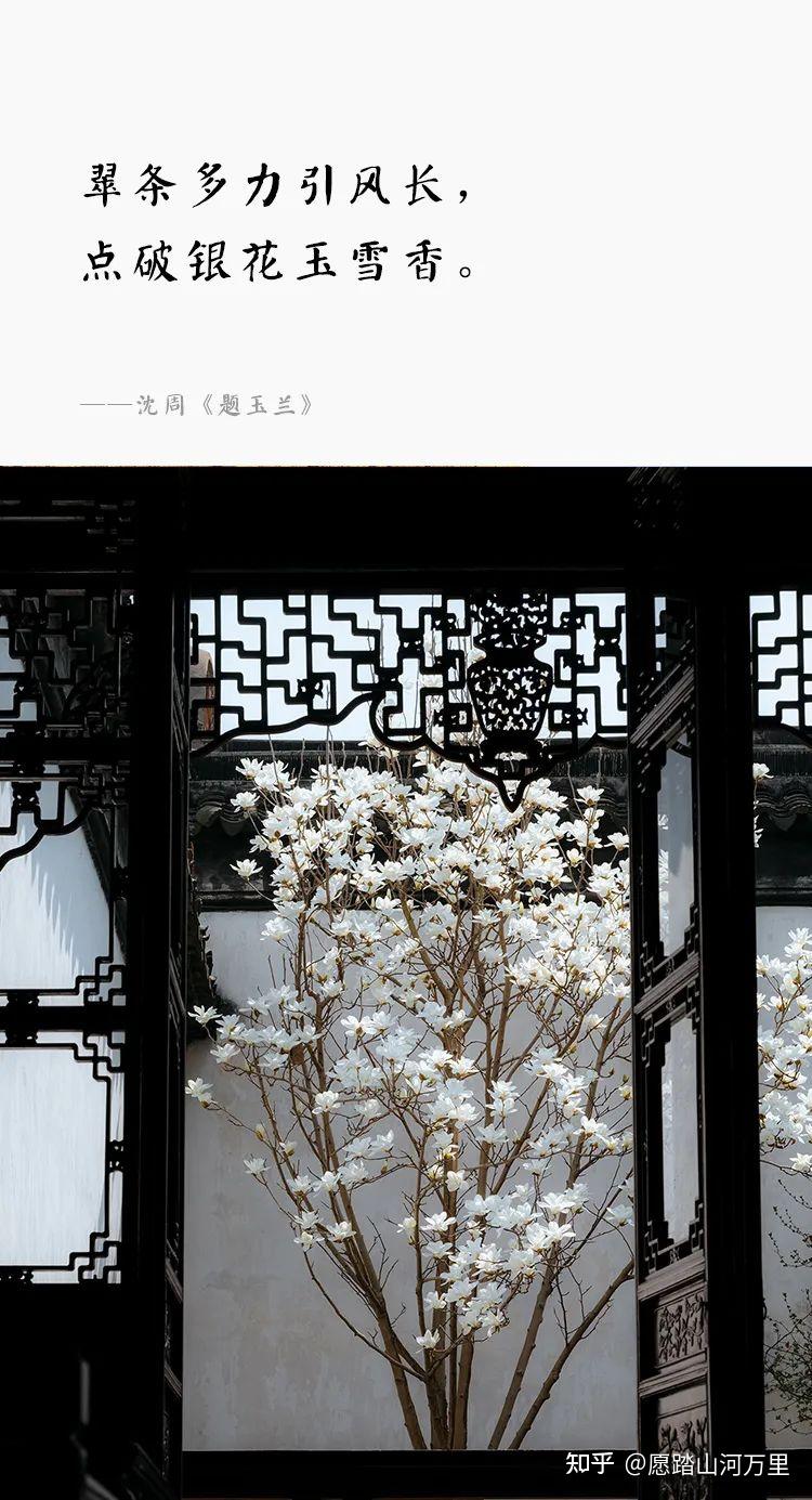 玉兰试花,将绽未绽,且含韵流芳! - 知乎