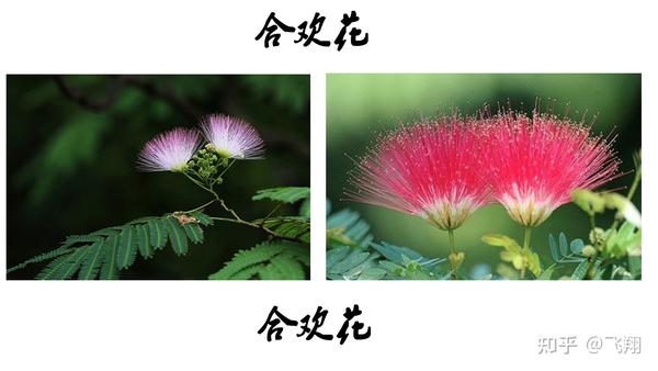 《山海经图解第二篇:迷榖》一种神奇的树 - 知乎