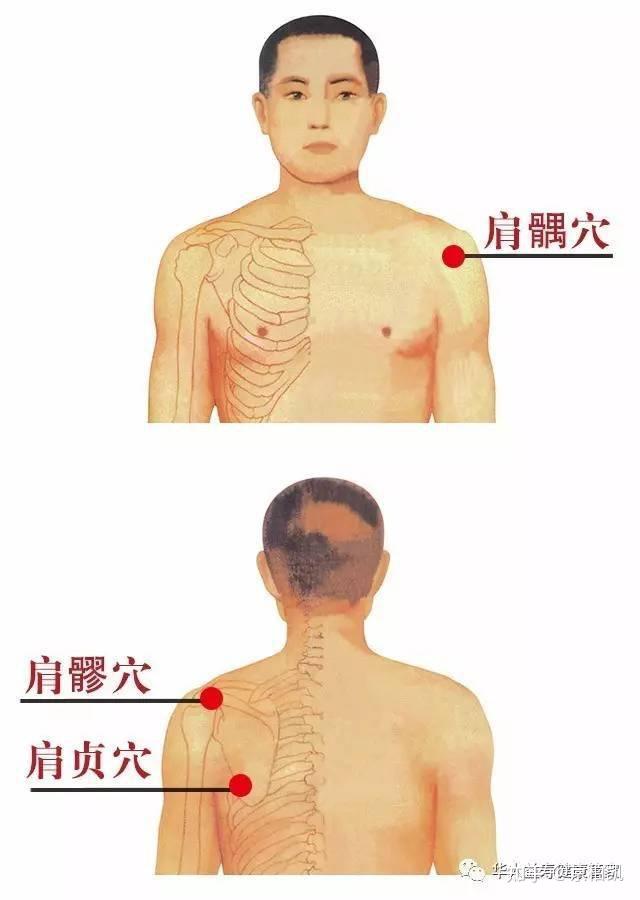 肩髃位置图和作用图片