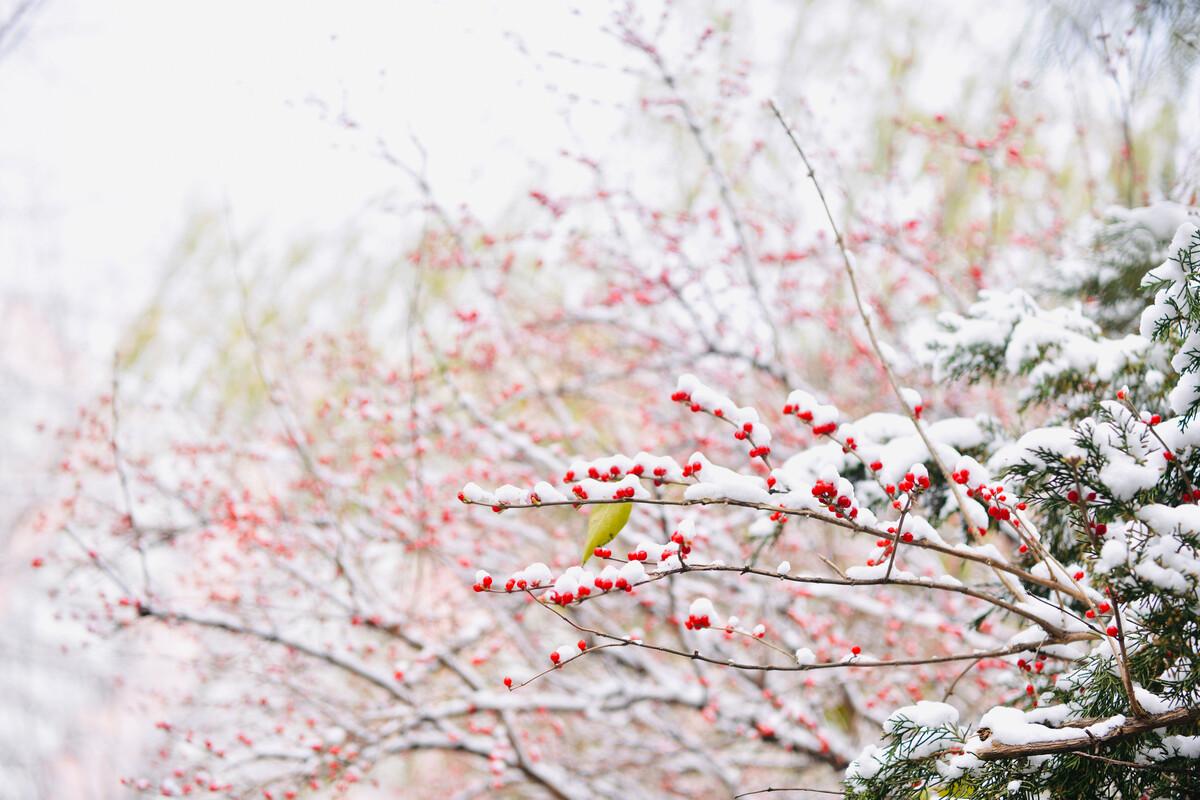 初雪