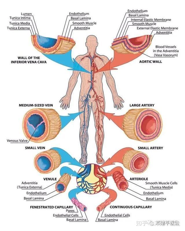 腹壁静脉曲张血流方向图片