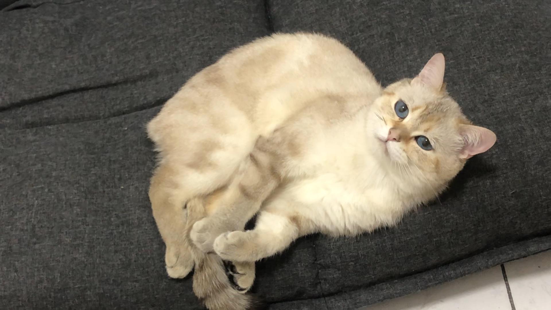 大家帮忙看下我这只猫是金点还是银点,品相怎么样呀?