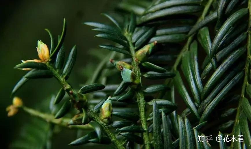 珍稀濒危物种|原产我国的6种特有榧树的辨识区别 - 知乎