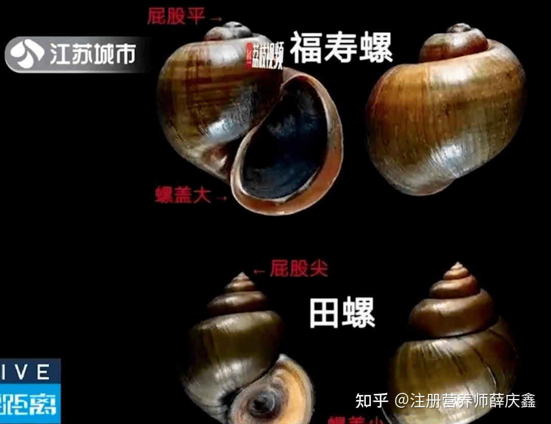 02 福寿螺,田螺,到底啥区别?