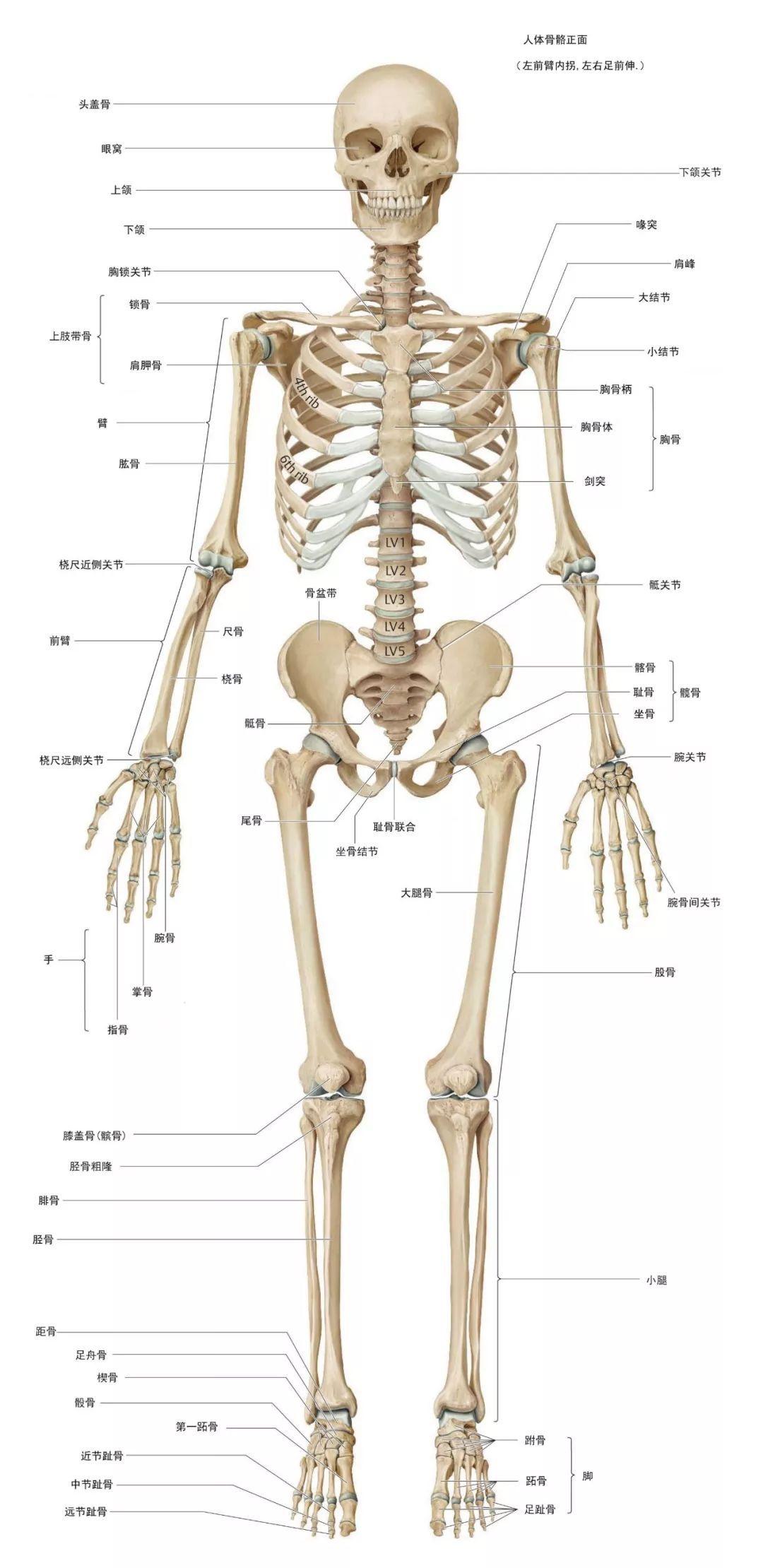 人体全身骨骼与肌肉结构分布图-普画网