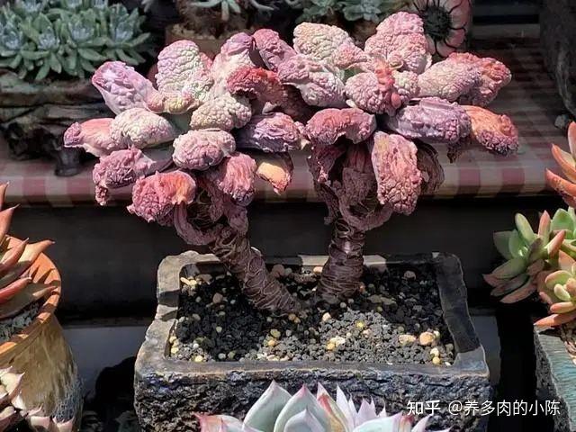 新疆网友养的狂野男爵多肉这状态绝了跟名字一样拉风