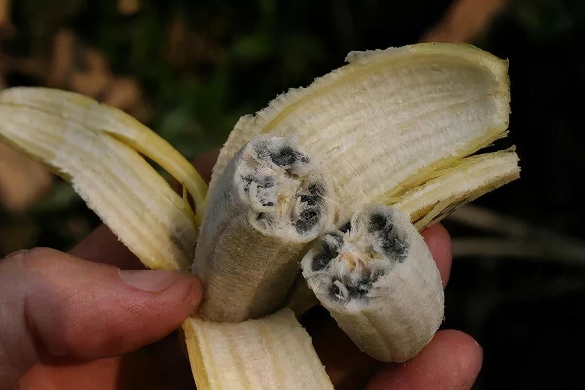 第一次全球范围的香蕉灭绝