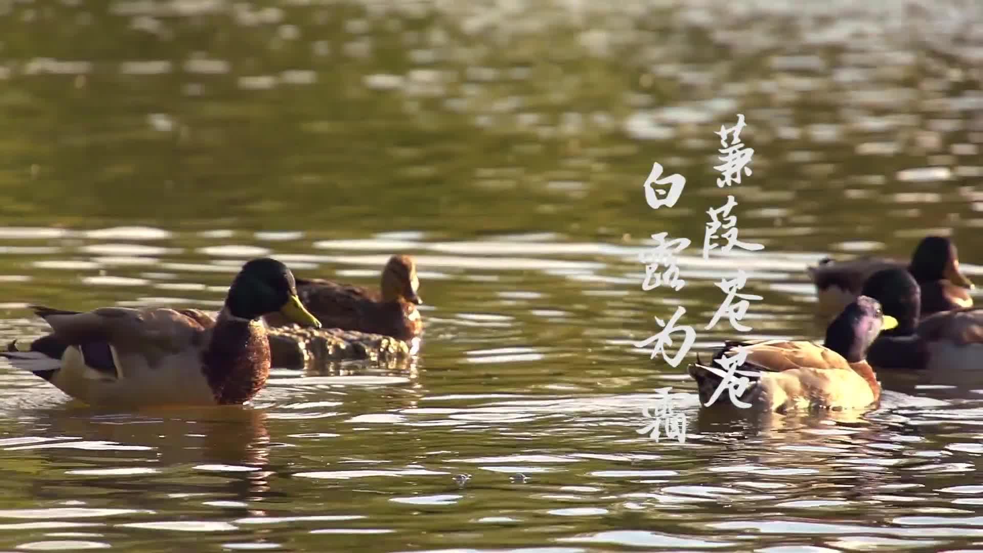 《蒹葭》与《将仲子》中的意象及男女情趣比较分析 - 知乎