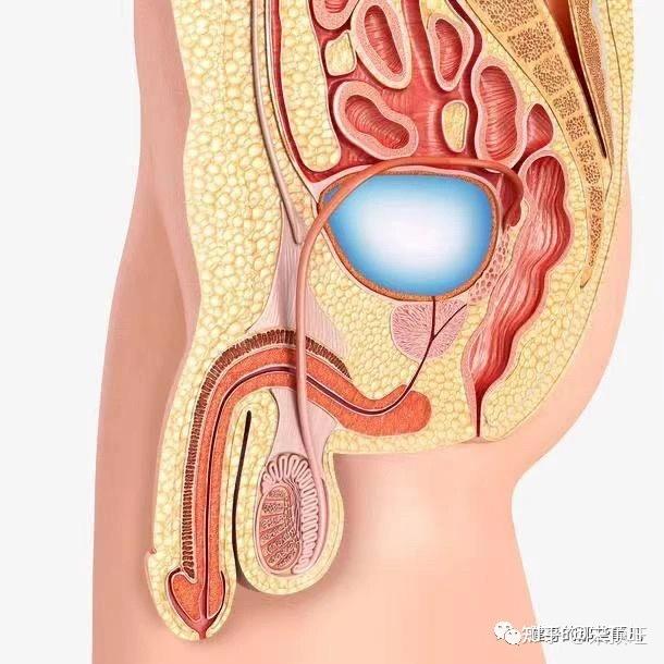 不一定知晓"性福法"的相关规定 - 知乎
