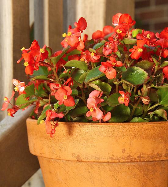 19种室内开花的植物 点缀在家中 给生活添姿彩 知乎